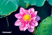 Flores de loto del Lago Oeste exhiben una belleza pura en el corazón de Hanoi