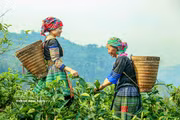 El té Shan Tuyet: de tradición local a marca nacional de Vietnam