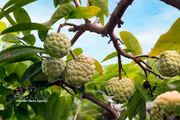 Temporada de cosecha de anones de Bo Ly en el norte de Vietnam 