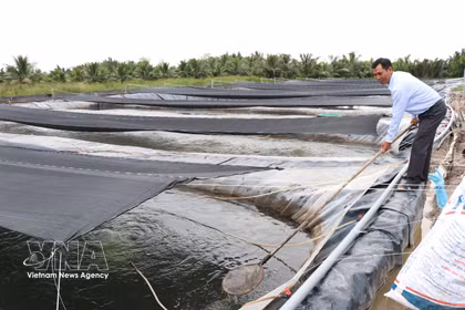 Criadero de alevines de tilapia de la empresa Cuu Long en la comuna de Vinh Kim, provincia de Vinh Long. (Foto: VNA)
