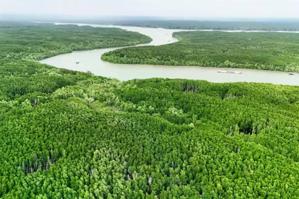 Desarrollo del bosques costeros promueve economía verde en Vietnam