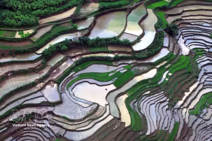 Son La: Los arrozales en terrazas de Muong La durante la temporada de vertido de agua