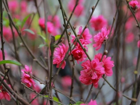 Durante el Tet, toda la región norteña de Vietnam se cubre de brillantes flores de melocotón (Foto: VNA)