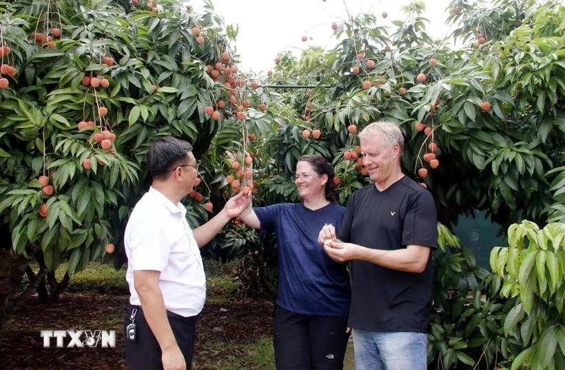 Los turistas disfrutan de los lichis en el jardín. (Foto: VNA)