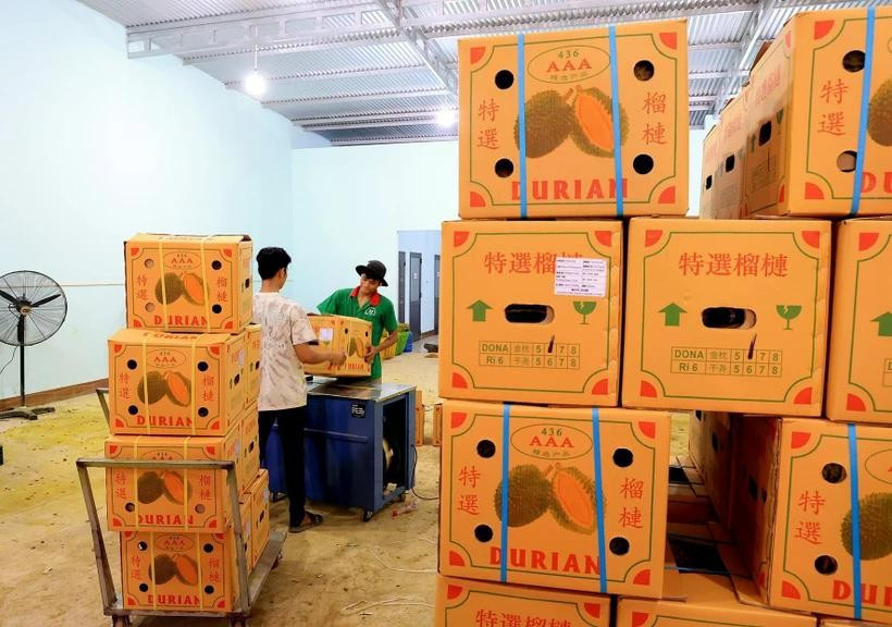 Cajas de durián vietnamitas para enviar a China (Foto: VNA)