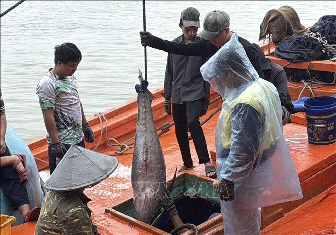 Muchos barcos pesqueros de la provincia de Dak Lak han capturado atunes de gran tamaño.