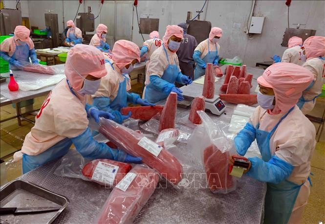 Productos de atún para exportación en una fábrica de la empresa Ba Hai, en la provincia de Phu Yen (Foto: VNA)