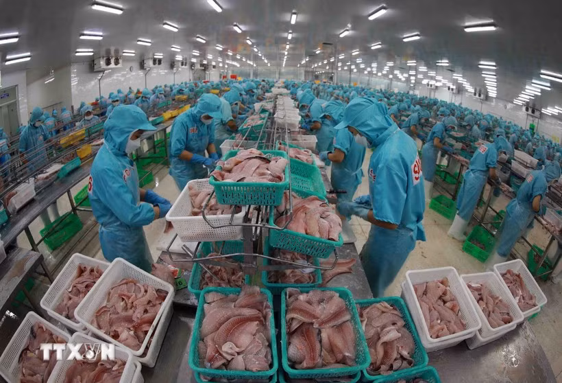 Procesamiento de pescado Tra para la exportación (Foto: VNA)