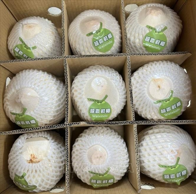Este envío, realizado por la empresa Quan Minh, consta de 2.190 cajas con un peso total de 21.900 kilogramos. (Foto: VNA)