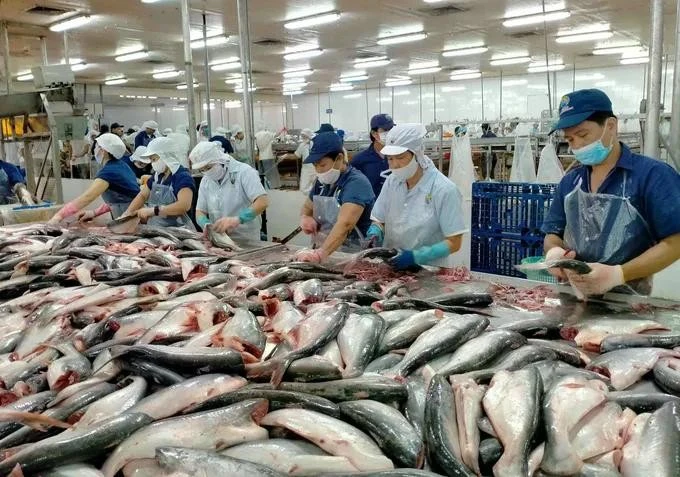 Procesamiento de pescado Tra para la exportación (Foto: VNA)