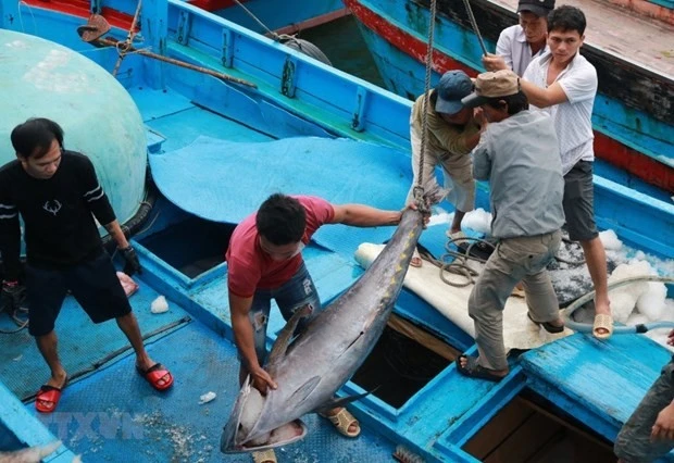 Los marineros clasifican los pescados el puerto de Hon Ro, provincia de Khanh Hoa. (Foto: VNA)
