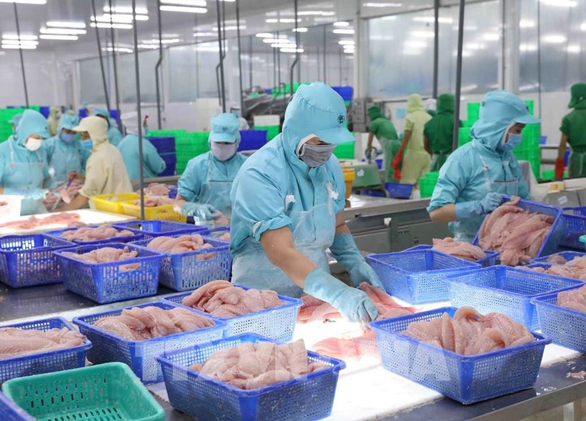 El sector acuícola vietnamita muestra señales positivas en la producción, con un objetivo de crecimiento previsto del 4,25% para 2025. (Foto: VNA)