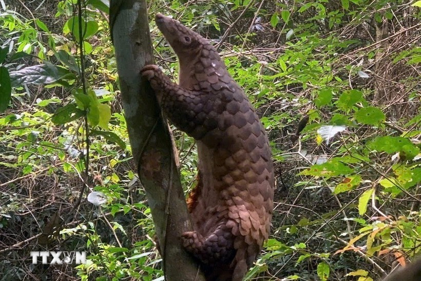 Un pangolín de Java es liberado a su hábitat natural (Foto: VNA)