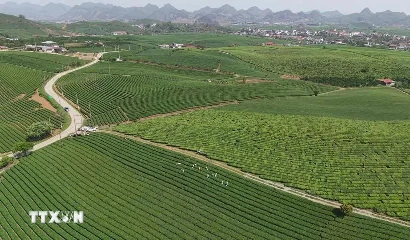 Colinas de té en la meseta de Moc Chau, provincia de Son La. (Foto: VNA)