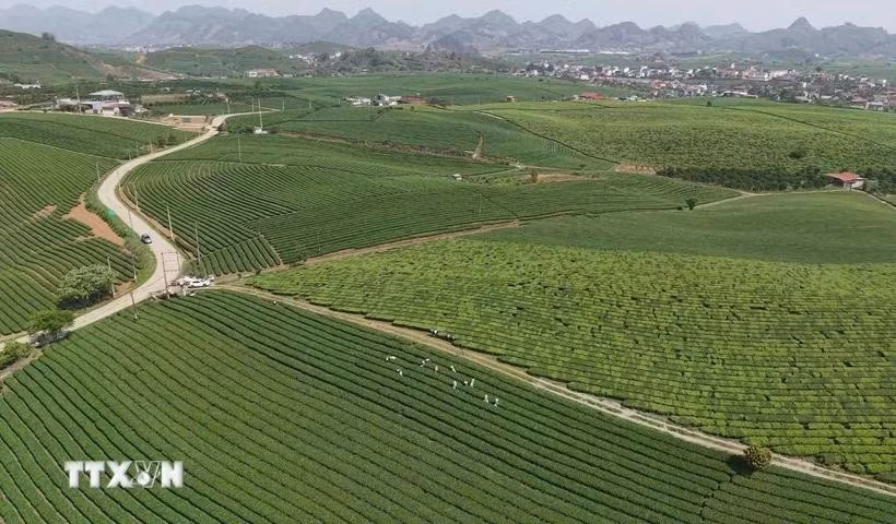 Colinas de té en la meseta de Moc Chau, provincia de Son La. (Foto: VNA)