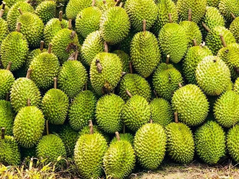 Más del 90% de la producción de durian de Vietnam se consume en el mercado chino. (Foto: VNA)