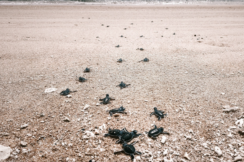 Las crías de tortuga regresan al mar en el Parque Nacional Nui Chua (comuna de Vinh Hai, provincia de Khanh Hoa) (Foto: VNA)