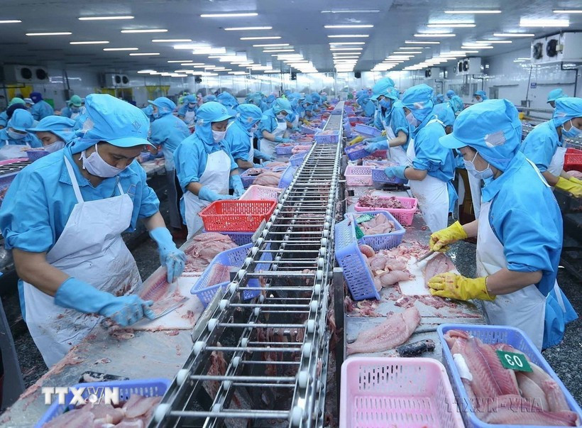 Procesamiento de pescado para la exportación (Foto: VNA)