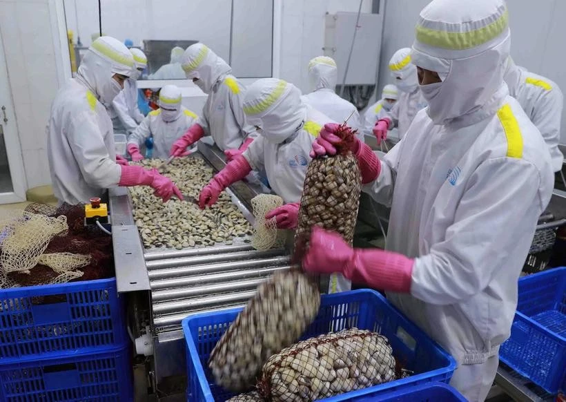 Trabajadores procesan almejas enteras en una fábrica del clúster industrial An Xa, provincia de Nam Dinh. (Foto: VNA)
