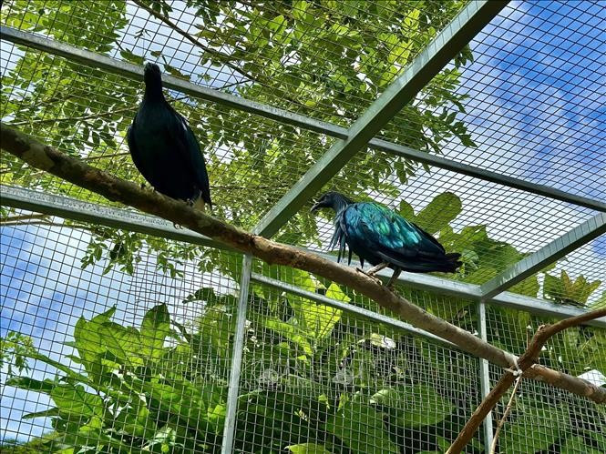 La paloma Nicobar, originaria del sudeste asiático, enfrenta amenazas debido a la pérdida de hábitat y la caza ilegal (Foto: VNA)