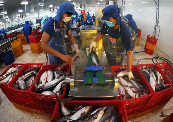 Procesamiento del pescado Tra para la exportación del grupo Sao Mai, en la provincia de Dong Thap (Foto: VNA)