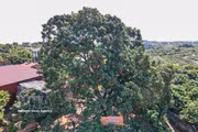 Lichi ancestral de Bac Ninh, patrimonio natural de la comunidad local
