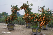 Árboles de mandarina con forma de caballo listos para el Tet 2026