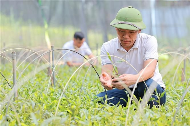 La empresa Lang Chanh produce más de 1,5 millones de plántulas al año para la reforestación. (Foto: VNA)