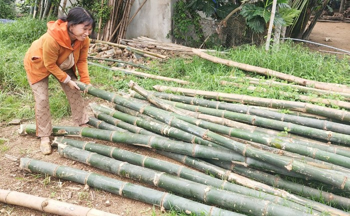 El bambú es el material principal utilizado en la fabricación de barcos de mimbre. (Foto: https://antg.cand.com.vn/)