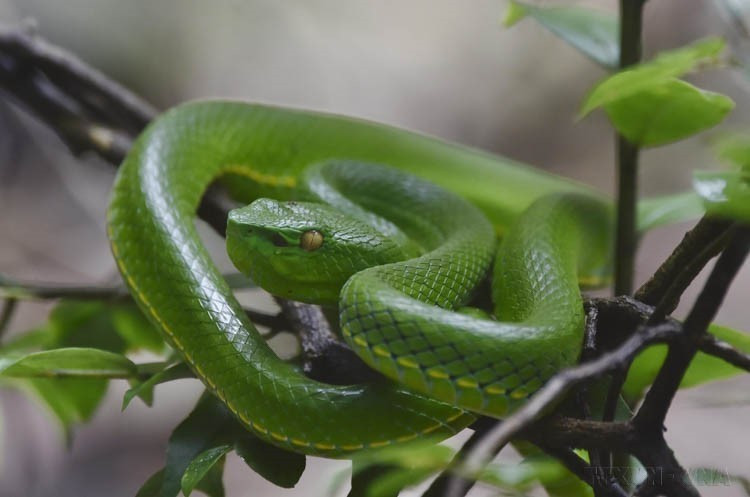 El Parque Nacional Ta Dung (provincia de Dak Nong) alberga a muchos animales raros y en peligro de extinción. (Foto: VNA)