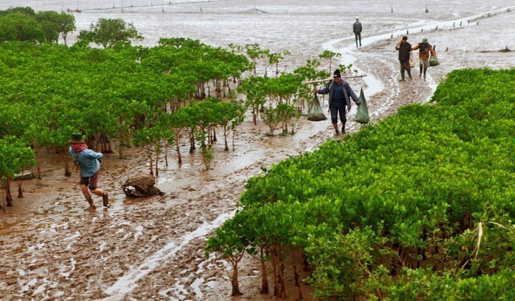 El Parque Nacional Xuan Thuy, en el distrito de Giao Thuy (provincia de Nam Dinh), es el primer humedal del Sudeste Asiático en participar en el Convenio de RAMSAR. También fue reconocido por la UNESCO el área central de la Reserva Mundial de la Biosfera en el Delta del río Rojo. En la foto: Los pescadores explotan productos acuáticos y marinos en el bosque de manglares en el Parque Nacional Xuan Thuy. (Foto: VNA)