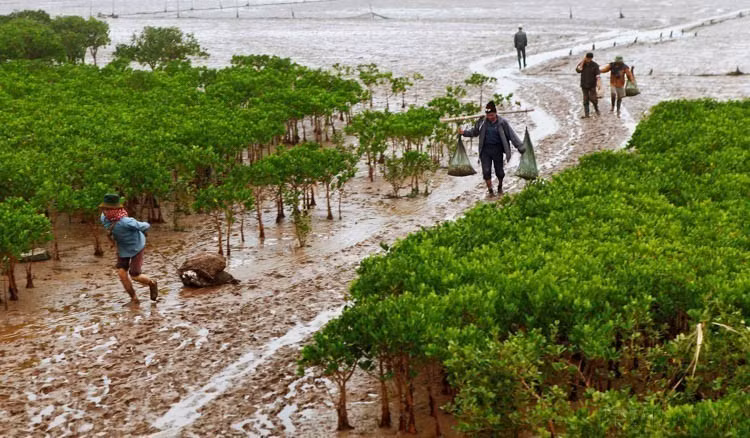 El Parque Nacional Xuan Thuy, en el distrito de Giao Thuy (provincia de Nam Dinh), es el primer humedal del Sudeste Asiático en participar en el Convenio de RAMSAR. También fue reconocido por la UNESCO el área central de la Reserva Mundial de la Biosfera en el Delta del río Rojo. En la foto: Los pescadores explotan productos acuáticos y marinos en el bosque de manglares en el Parque Nacional Xuan Thuy. (Foto: VNA)