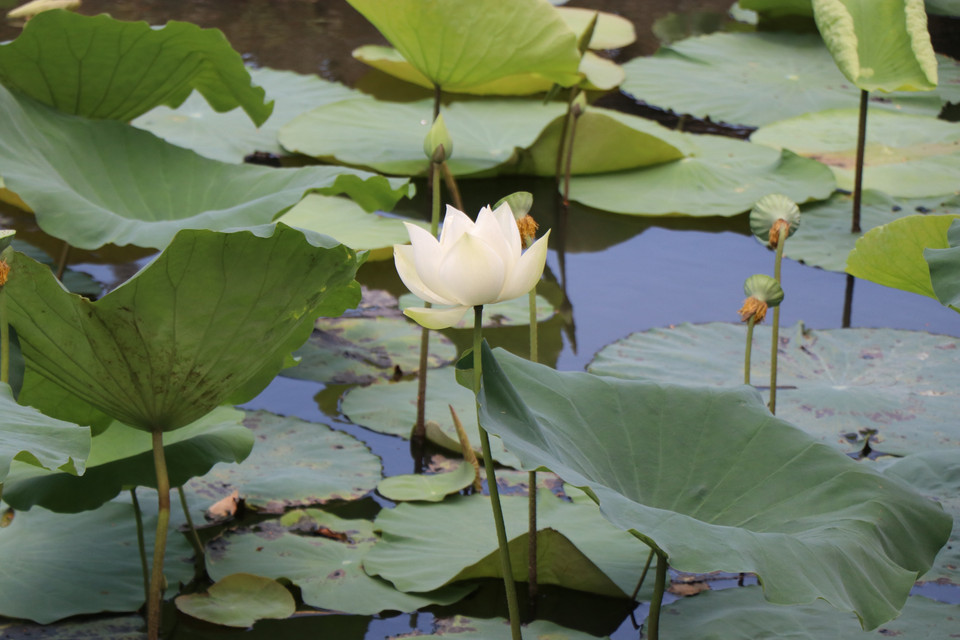 El loto blanco de Hue es puro y elegante. (Foto: VNA)