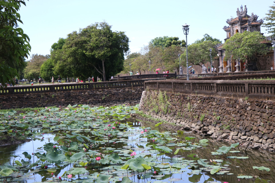 Los visitantes de Hue pueden admirar la belleza prístina de las flores de loto junto a los antiguos y solemnes muros de la ciudadela imperial. (Foto: VNA)