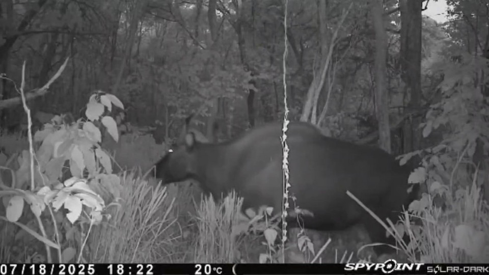 Un gaur raro capturado con cámaras trampa en la Reserva Natural de Ea So. (Foto: CCD/VNA)