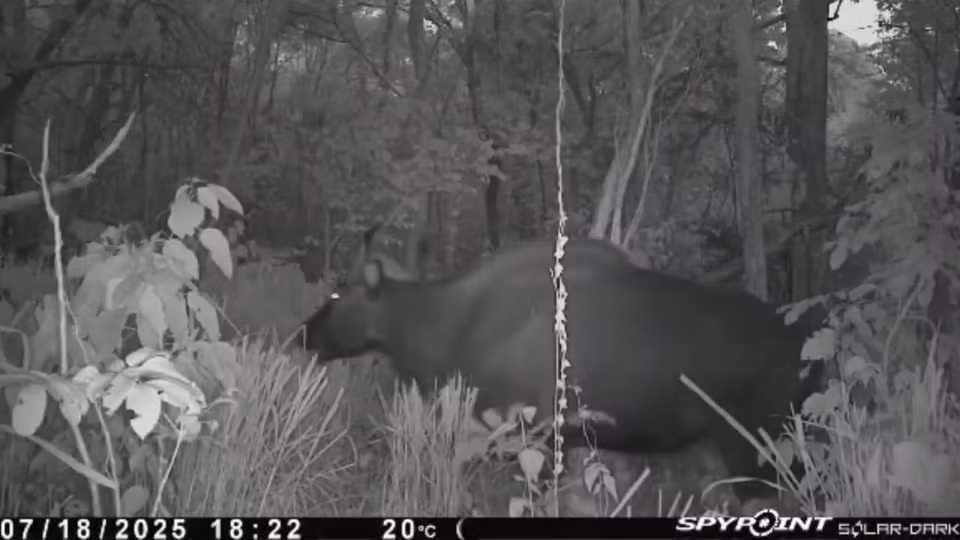Un gaur raro capturado con cámaras trampa en la Reserva Natural de Ea So. (Foto: CCD/VNA)