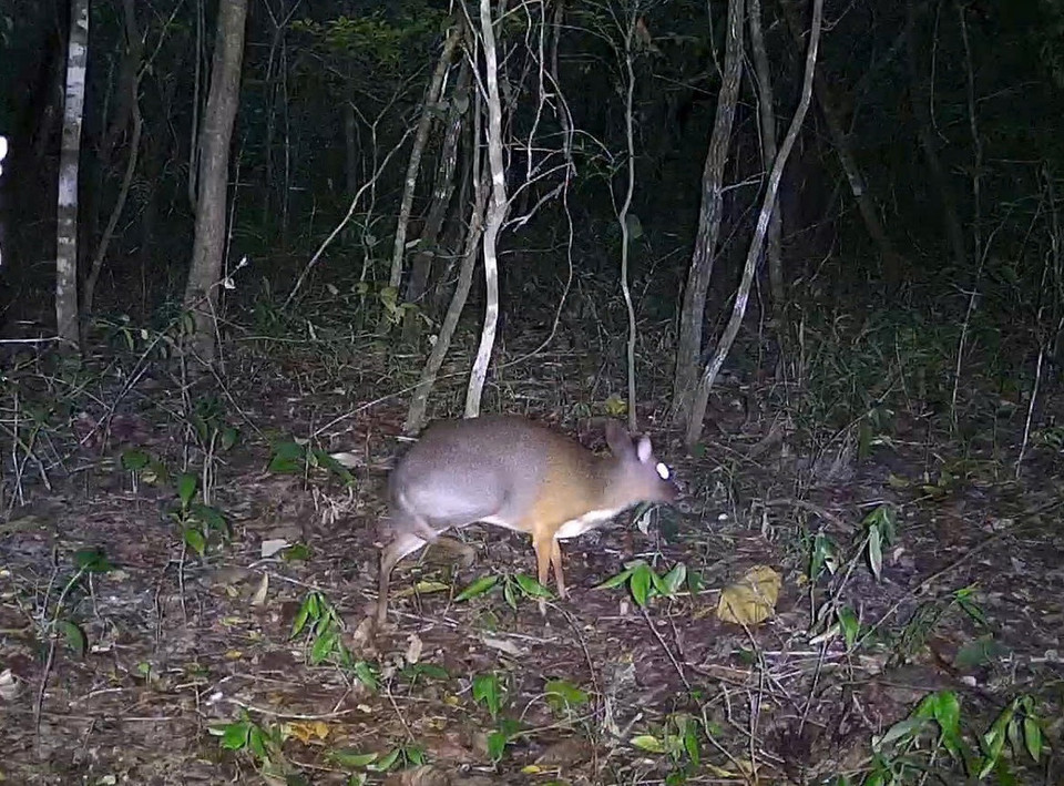 Se registró por primera vez un ciervo ratón de Vietnam (en peligro crítico de extinción) en la Reserva Natural de Ea So. (Foto: CCD/VNA)