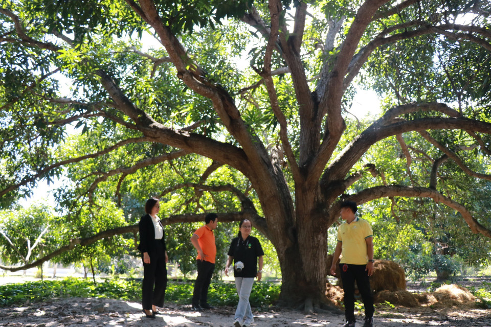 Los antiguos huertos de mangos en Cam Lam, provincia de Khanh Hoa, atraen a los visitantes a experimentar el turismo comunitario. (Foto: VNA)