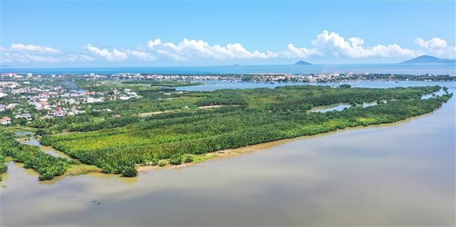 Cam Thanh se ubica en un lugar privilegiado, en la confluencia de los ríos Thu Bon, Truong Giang y Lo Canh Giang, antes de desembocar en el Mar del Este. Se trata de una zona de amortiguamiento de la Reserva Mundial de la Biosfera Cu Lao Cham - Hoi An, por lo que posee un ecosistema de agua salobre único, rico en recursos y constituye el pulmón verde de toda la región. (Foto: VNA)