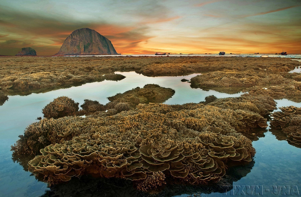 Los arrecifes de coral, como los del área de Hon Yen en la provincia de Phu Yen, actúan como barreras naturales que protegen las costas y sirven de hábitat para miles de especies marinas. (Foto: VNA)
