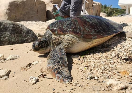 En el Parque Nacional Nui Chua, en la provincia de Ninh Thuan, una tortuga marina rescatada fue devuelta a su hábitat natural como parte de los esfuerzos de conservación de especies. (Foto: VNA)