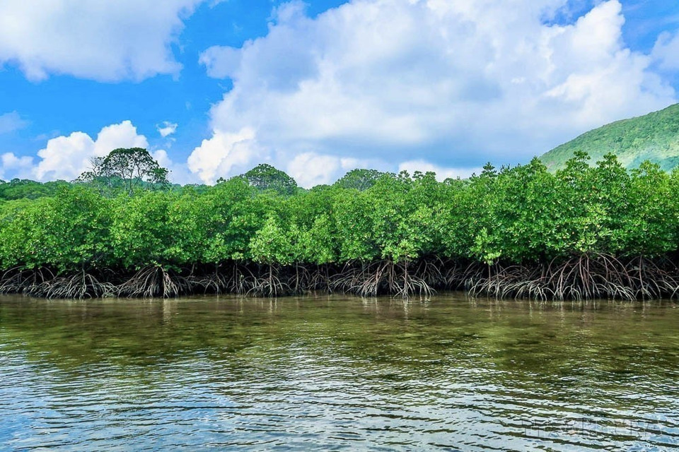 Ecosistema de manglares en el Parque Nacional de Con Dao. (Foto: VNA)