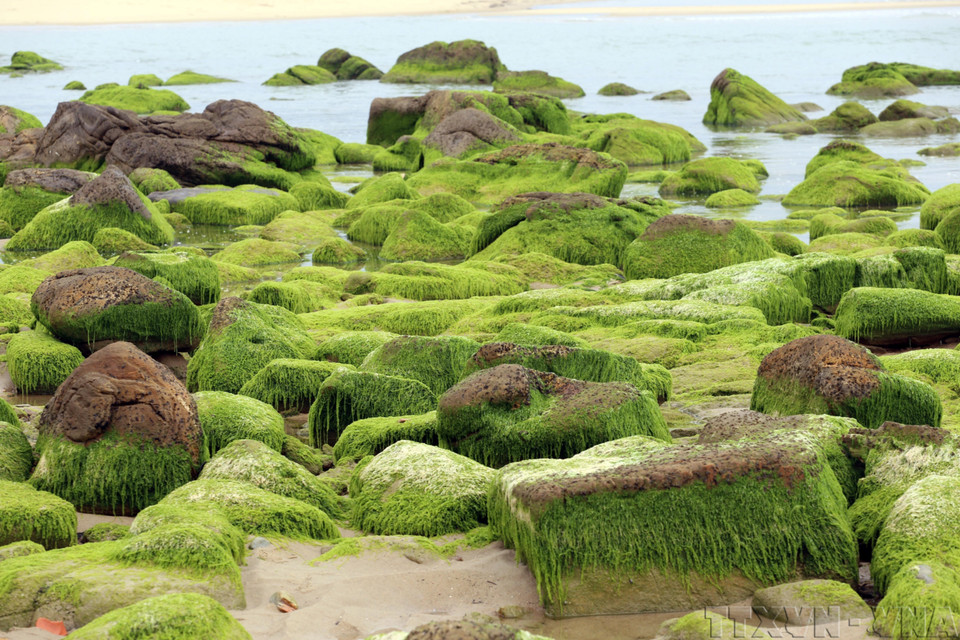 Musgo verde cubre las rocas costeras, creando un paisaje natural único. (Foto: VNA)