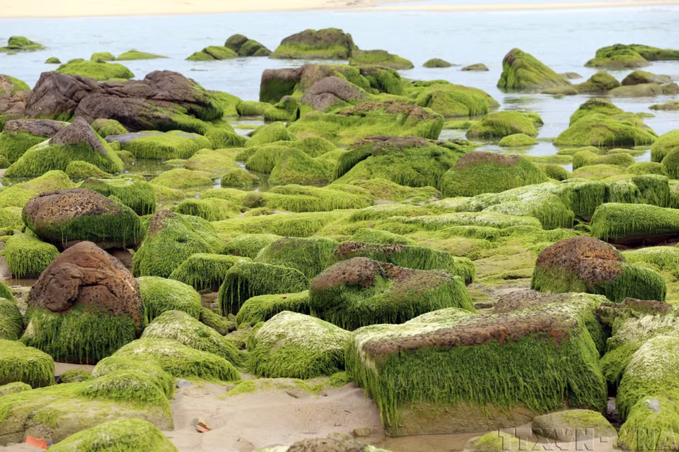 Musgo verde cubre las rocas costeras, creando un paisaje natural único. (Foto: VNA)