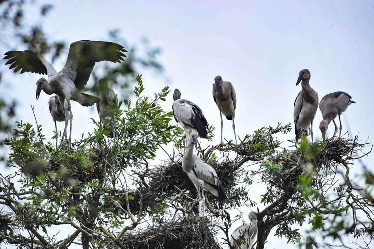 El Parque Nacional Tram Chim, en el distrito de Tam Nong (provincia de Dong Thap), es el sitio Ramsar número 2000 del mundo y una de las ocho áreas de conservación de aves más importantes de Vietnam. (Foto: VNA)
