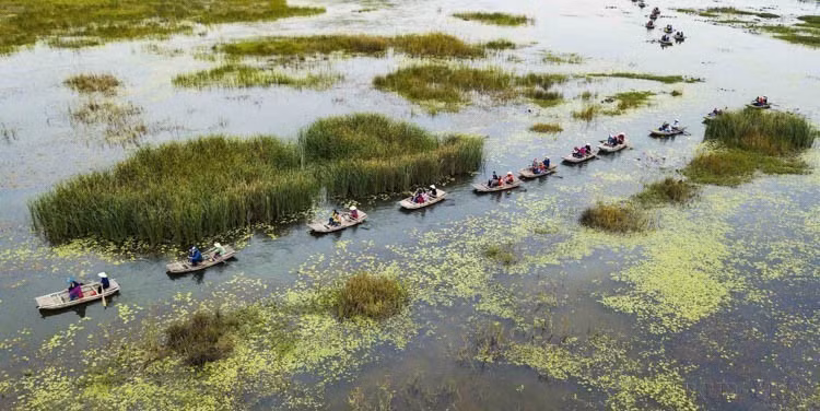 La laguna Van Long, distrito de Gia Vien (provincia de Ninh Binh), es la reserva natural de humedales más grande de la región deltaica norteña. El lugar ha sido incluido en la lista de bosques de uso especial de Vietnam y reconocido como sitio Ramsar del mundo. (Foto: VNA)