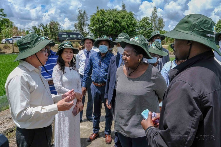Durante su visita a la ciudad vietnamita de Can Tho, la presidenta de la Asamblea de Mozambique, Esperança Bias, visita un campo experimental del Instituto de Investigación del Arroz del Delta del Mekong en el distrito de Thoi Lai (23 de junio de 2022). (Foto: VNA)