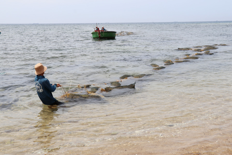 Residentes de Vinh Hai transportan sargazo a la costa. (Foto: VNA)