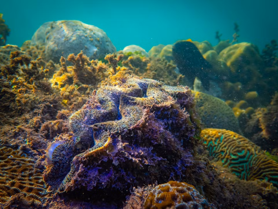 A diferencia de los sitios de patrimonio mundial o las reservas de la biosfera, la Lista Verde se centra en los procesos de gestión y los resultados tangibles. Es un referente mundial para medir el éxito en la conservación de la biodiversidad. En la foto: almejas gigantes en el área marina protegida del Parque Nacional Con Dao. (Foto: VNA)