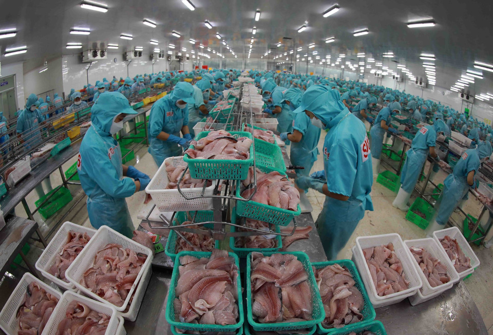 Procesamiento del pescado Tra (Pangasius) para exportación en la fábrica del grupo Sao Mai, en la provincia de An Giang (Foto: VNA)